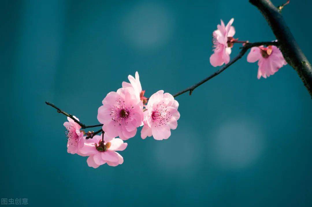 国内揄拍国内精品:15-19-32-37-42-44B:16,国内揄拍国内精品,探索与赏析