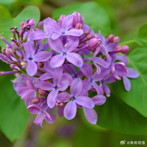 色五月丁香五月综合五月4438:03-13-18-31-48-49D:37,色五月丁香五月综合五月,探索与赏析(关键词,色五月丁香五月综合五月4438:03-13-18-31-48-49D,37)