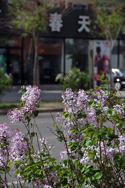 色五月丁香五月综合五月4438:03-13-18-31-48-49D:37,色五月丁香五月综合五月,探索与赏析(关键词,色五月丁香五月综合五月4438:03-13-18-31-48-49D,37)