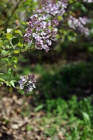 色五月丁香五月综合五月4438:03-13-18-31-48-49D:37,色五月丁香五月综合五月,探索与赏析(关键词,色五月丁香五月综合五月4438:03-13-18-31-48-49D,37)