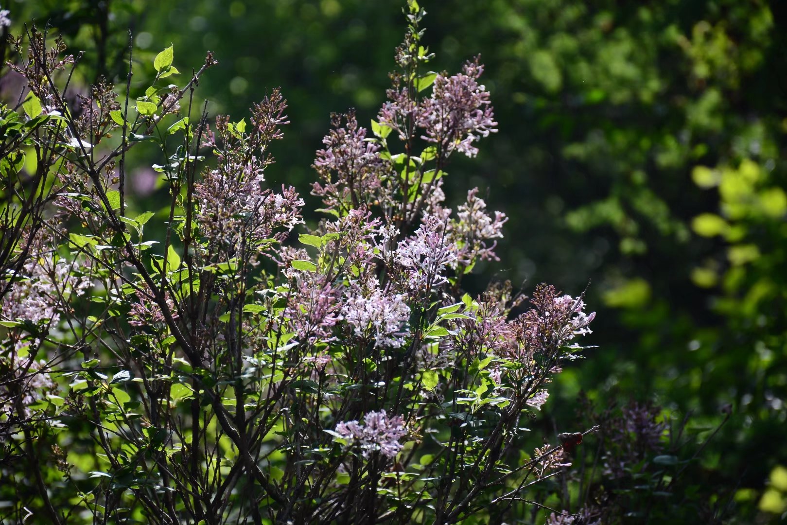 激情综合丁香五月:14-27-31-33-36-46P:11,激情综合丁香五月,一场生命的热烈交响