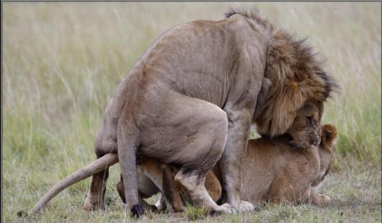欧美人与动牲交片免费:06-08-26-36-38-49T：26,欧美人与动物交片免费，探索背后的文化现象与伦理边界（标题）