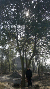 久久国产乱子伦免费精品:08-14-18-29-45-48Q：36,久久国产乱子伦精品探索，深度解析国产影视文化的独特魅力