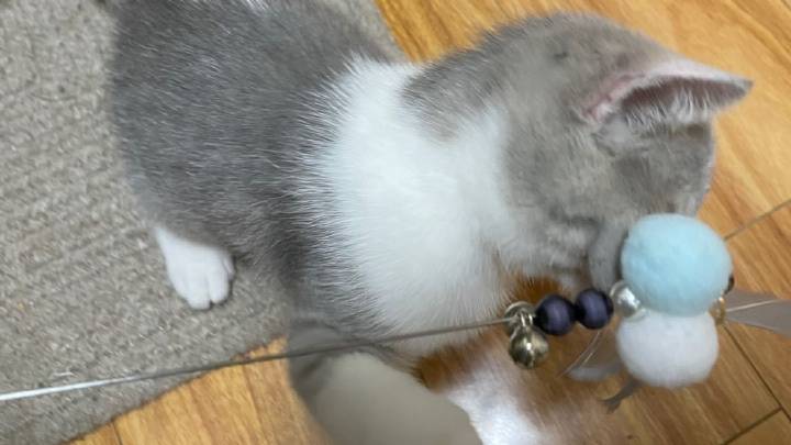 国产精品99久久久久久猫咪:05-06-14-16-37-42R:24,国产精品猫咪,探索与赏析 05-06-14-16-37-42R的魅力时光