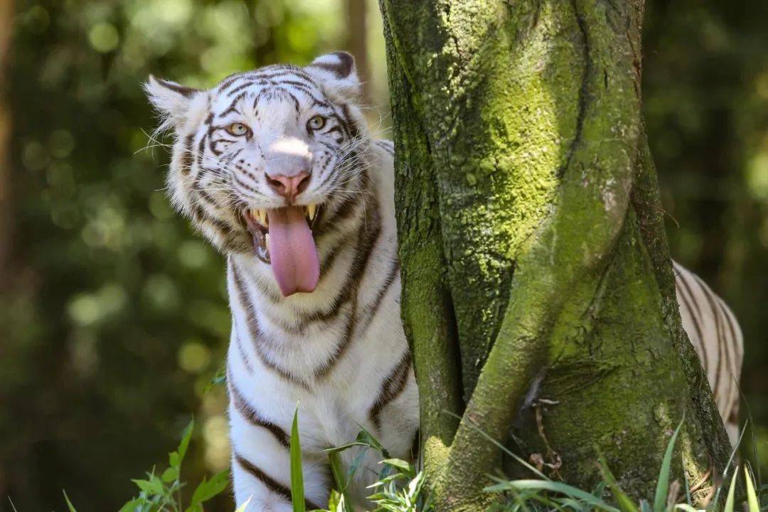 四虎成人精品一区二区免费网站:01-21-24-29-37-41F：04,探索四虎成人精品网站，一区二区的免费内容与特色（01-21-24-29-37-41F）