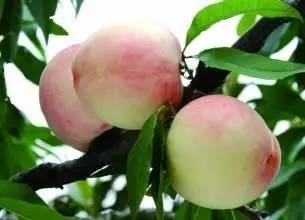 久久精品久久久久观看99水蜜桃:10-21-28-36-40-46W:15,久久精品,探索久久观看平台与99水蜜桃的魅力时光