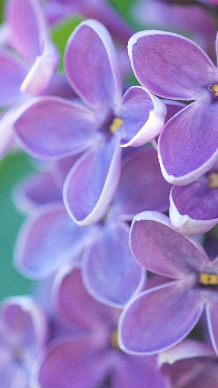 五月丁香色综合久久4438:11-19-28-31-37-40W:01,五月丁香色综合久久,探索色彩之美与数字之谜