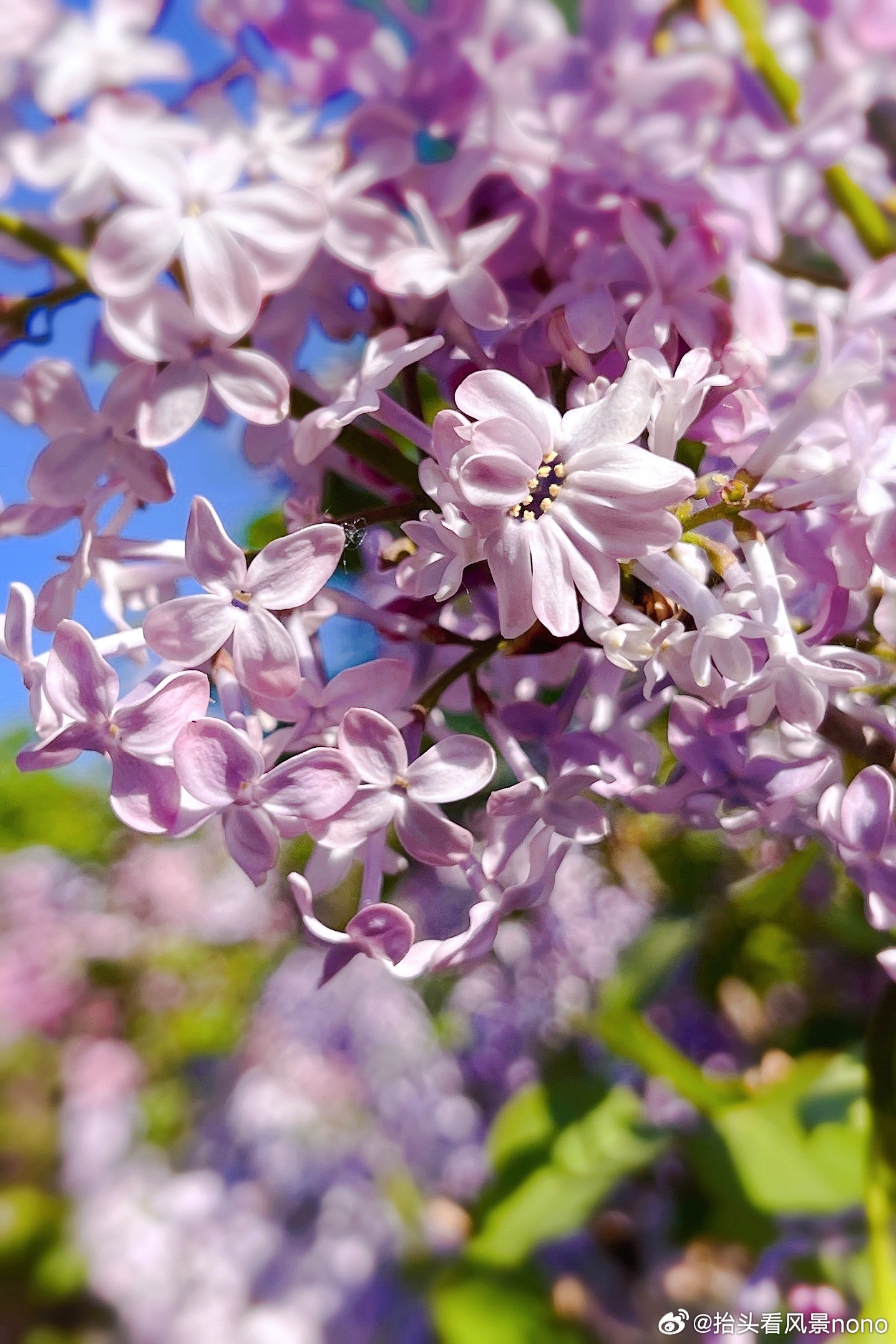 五月丁香色综合久久4438:11-19-28-31-37-40W:01,五月丁香色综合久久,探索色彩之美与数字之谜