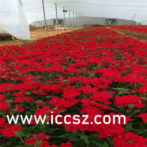 国产欧美日韩精品A在线看:10-17-18-19-38-41V:22,关于国产欧美日韩精品A在线观看的探讨