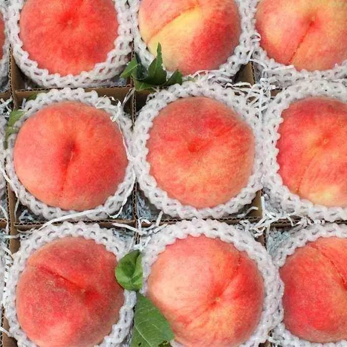 精品无码一区二区三区水蜜桃:08-13-33-39-45-48M:40,探索精品无码水蜜桃,一区、二区、三区的独特魅力与滋味