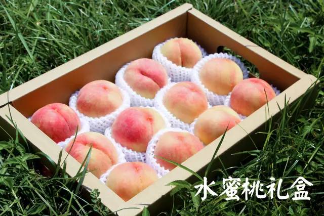 精品无码一区二区三区水蜜桃:08-13-33-39-45-48M:40,探索精品无码水蜜桃,一区、二区、三区的独特魅力与滋味