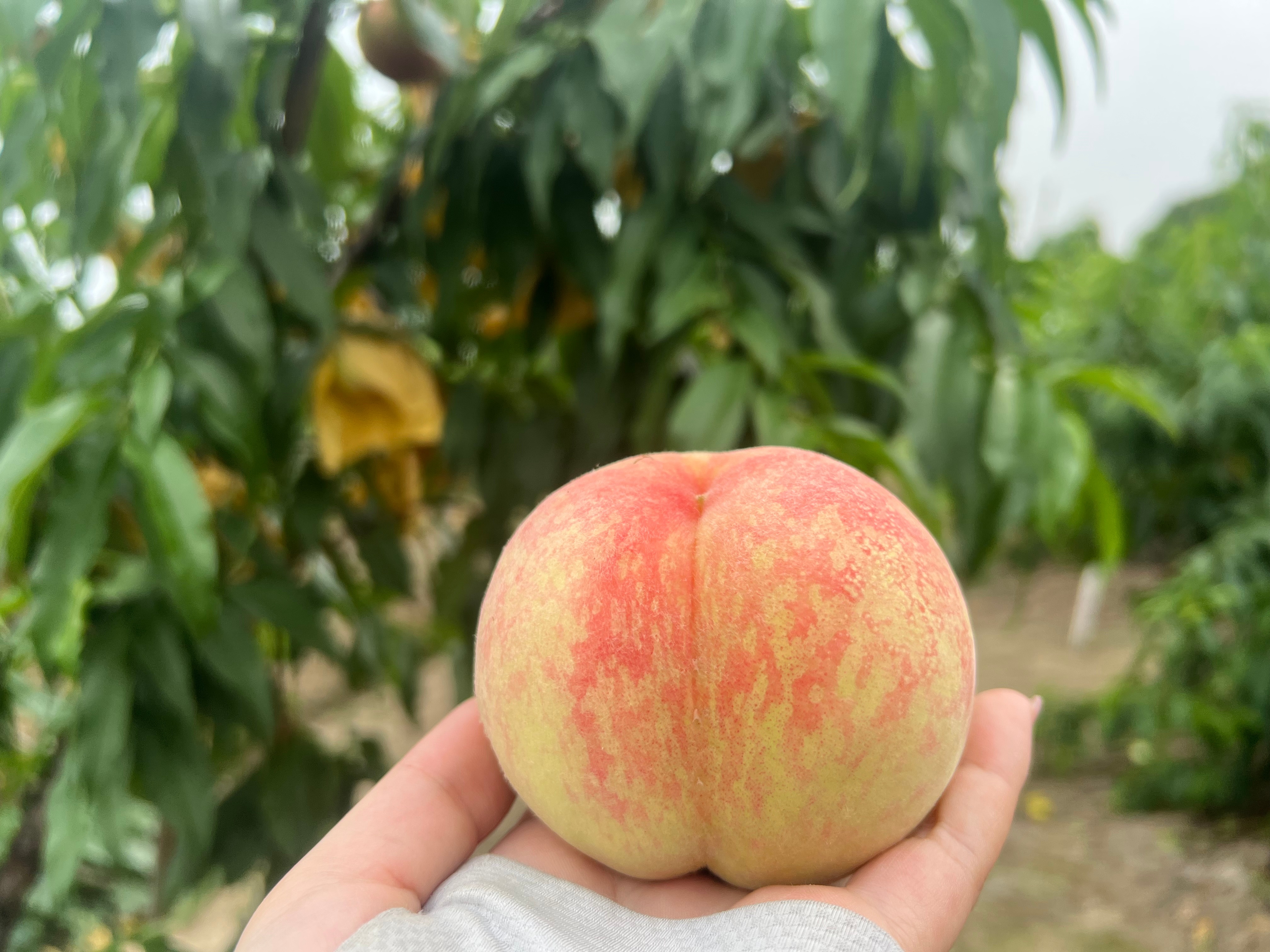 精品无码一区二区三区水蜜桃:08-13-33-39-45-48M:40,探索精品无码水蜜桃,一区、二区、三区的独特魅力与滋味