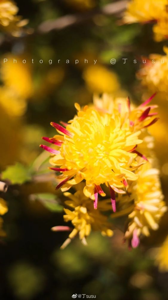 国产精品青草久久久久福利99:07-16-26-35-36-41T:05,国产精品青草福利,探索文化艺术的深度与广度