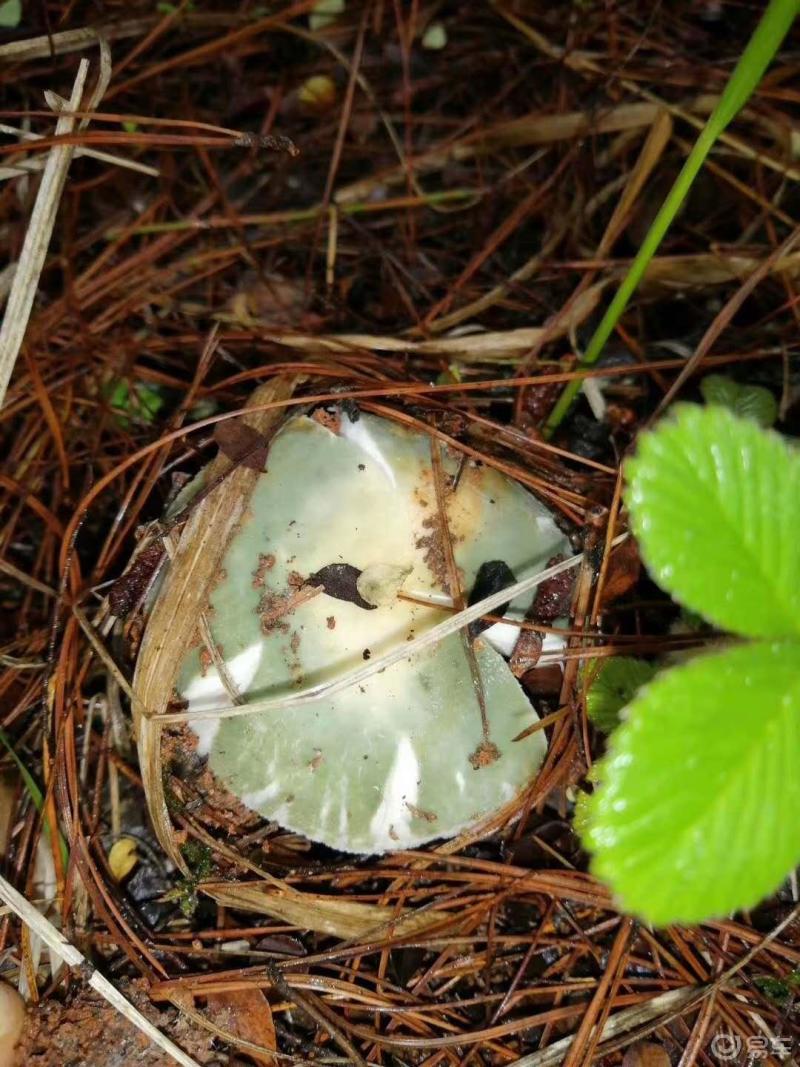 国精产品无人区一码二码三蘑菇:02-10-13-14-21-43F:34,国精产品无人区一码二码三蘑菇,探索未知领域的独特魅力与无限可能