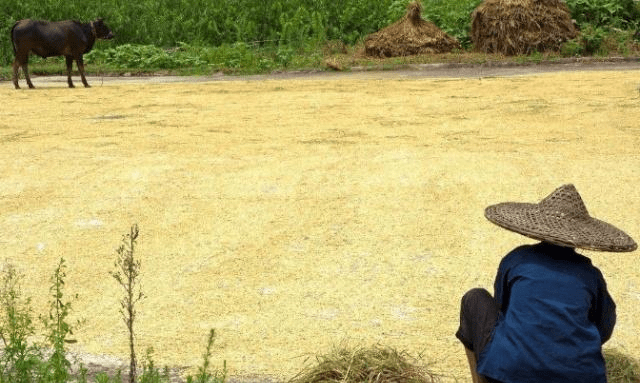 80岁老熟妇乱子伦牲交:09-13-22-26-29-47N:36,伦理道德与社会责任,对一种不健康现象的反思