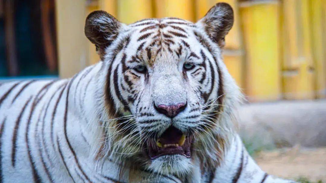 亚洲国产成人精品无码区四虎:01-05-09-21-27-30Q:18,探索亚洲国产成人娱乐产业的独特魅力 —— 以无码区四虎为例