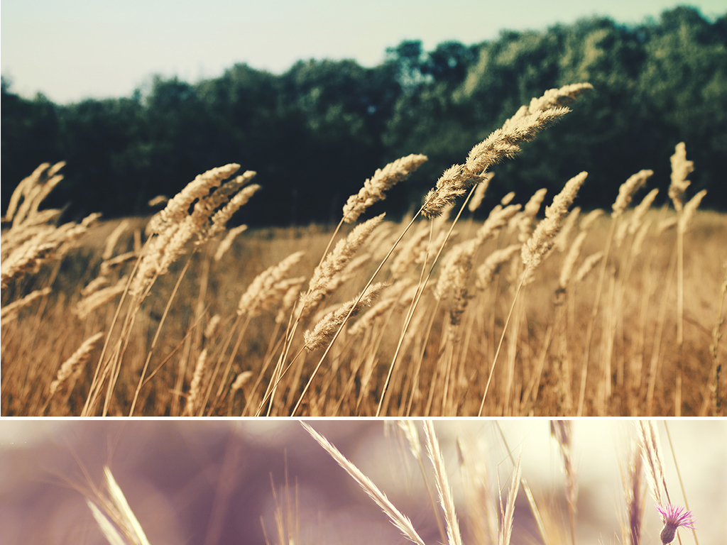 国产成人综合野草:01-08-18-21-24-37B:27,国产成人综合野草,探索与启示(2023年最新版)