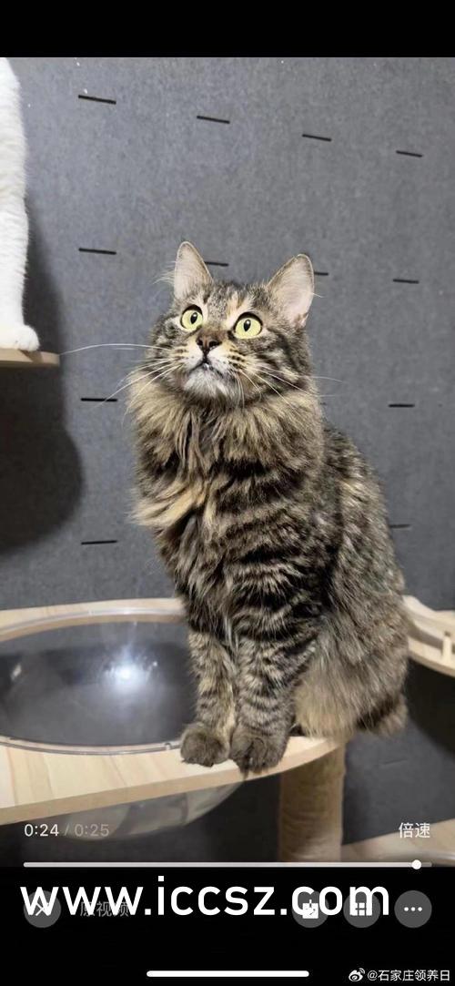 国产精品白丝AV嫩草影院:06-09-35-37-42-48P:46,探索国产精品影视,白丝AV嫩草影院与更多精彩内容