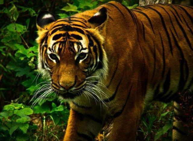 四虎成人欧美精品在永久在线:14-24-30-35-43-46D:47,欧美精品在线,四虎成人娱乐资源的永久珍藏