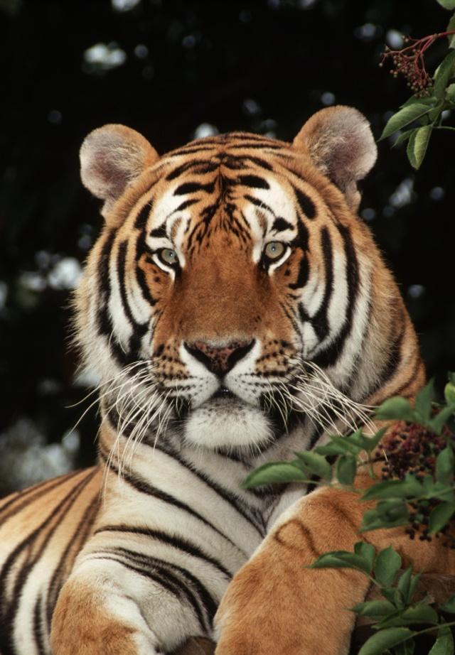 四虎成人欧美精品在永久在线:14-24-30-35-43-46D:47,欧美精品在线,四虎成人娱乐资源的永久珍藏