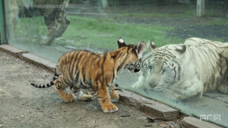 四虎成人精品国产永久免费无码:07-11-29-36-40-44M:29,四虎成人精品国产影视,探索永久免费无码资源的深度之旅