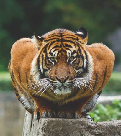 四虎国产精品永久地址6785:05-07-09-31-39-43P：19,探索四虎国产精品，永久地址与多元魅力