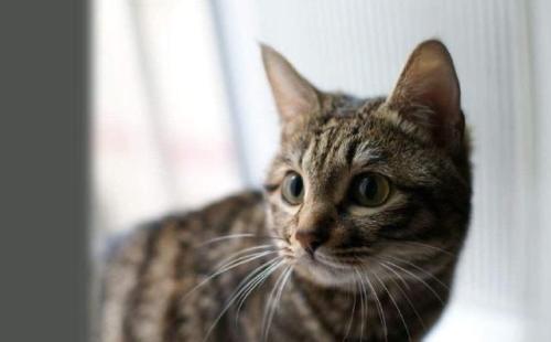 四虎国产精品永久地址6785:05-07-09-31-39-43P:19,探索四虎国产精品,永久地址与多元魅力