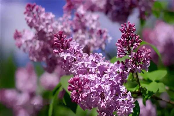 丁香六月久久婷婷开心:01-13-27-33-39-49D:35,丁香六月,久久婷婷与开心的邂逅