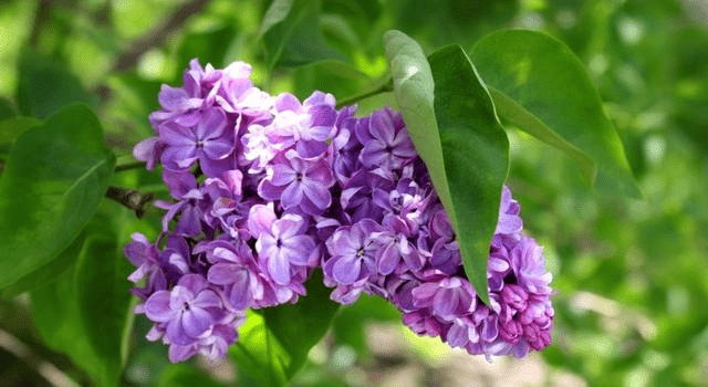 丁香六月久久婷婷开心:01-13-27-33-39-49D:35,丁香六月,久久婷婷与开心的邂逅