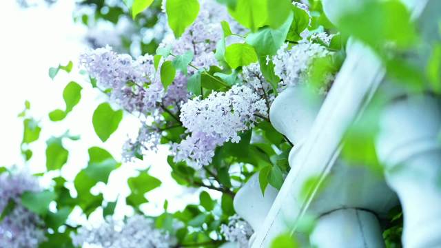 丁香五月综合久久激情:02-05-25-26-41-44P:22,丁香五月综合久久激情,一场自然与人文的交融盛宴