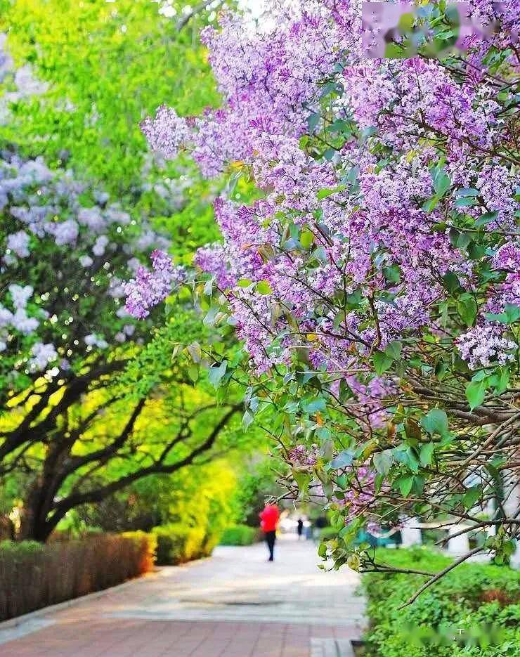 丁香五月综合久久激情:02-05-25-26-41-44P:22,丁香五月综合久久激情,一场自然与人文的交融盛宴