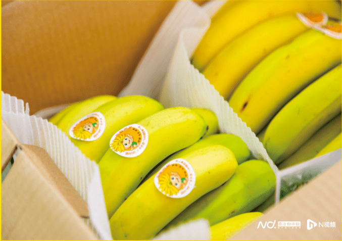 国产精品一区二区香蕉:15-16-18-37-39-45P:31,探索国产精品的魅力,一区二区香蕉的独特之处与深度解析