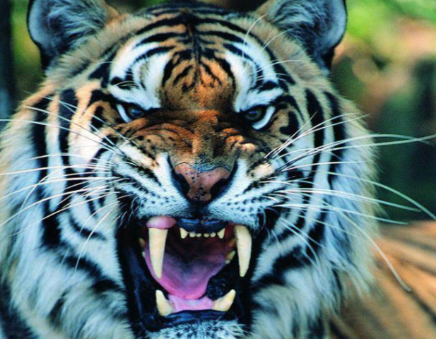 四虎国产精品一区二区:04-11-29-38-42-46N:36,四虎国产精品一区二区,探索与赏析(文章正文)