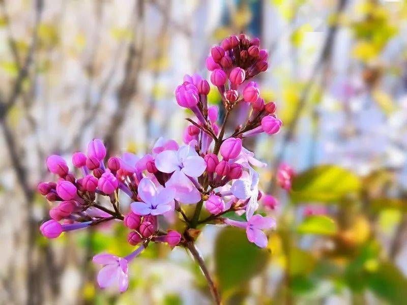 久久婷婷五月综合色丁香:03-05-14-34-35-36B：28,五月丁香，久久婷婷与多彩综合的奇妙邂逅