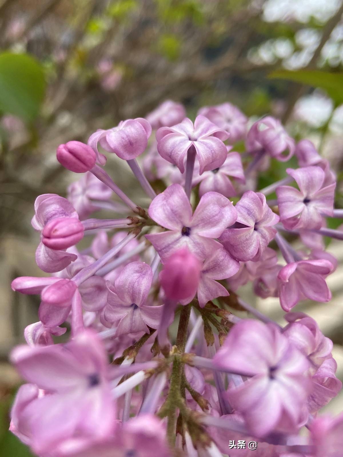久久婷婷五月综合色丁香:03-05-14-34-35-36B:28,五月丁香,久久婷婷与多彩综合的奇妙邂逅