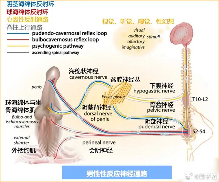 人体内射精一区二区三区:04-28-29-31-40-47F:47,关于人体内射精一区二区三区的研究,深入了解人体射精区域与性健康