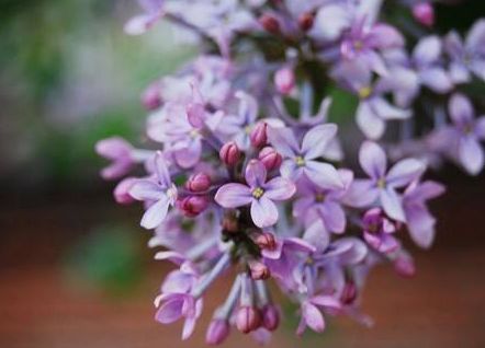 国产精品久久婷婷六月丁香:06-10-16-23-41-43H:20,国产精品的魅力,久久婷婷与六月丁香的故事