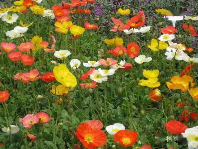 亚洲人成无码网站在线观看野花:11-18-19-27-28-31M：29,亚洲人在线观看无码网站，探索文化、艺术与生活的多元融合