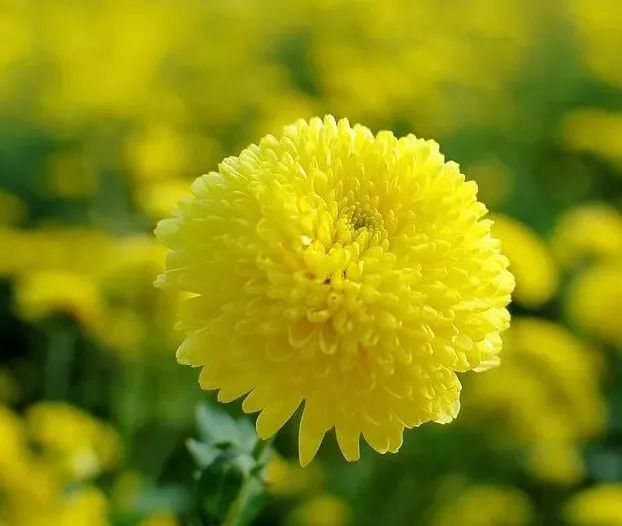 亚洲人成无码网站在线观看野花:11-18-19-27-28-31M:29,亚洲人在线观看无码网站,探索文化、艺术与生活的多元融合