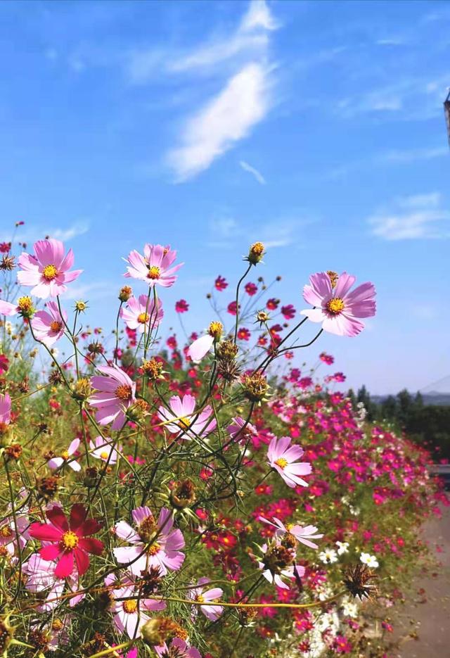 亚洲人成无码网站在线观看野花:11-18-19-27-28-31M:29,亚洲人在线观看无码网站,探索文化、艺术与生活的多元融合