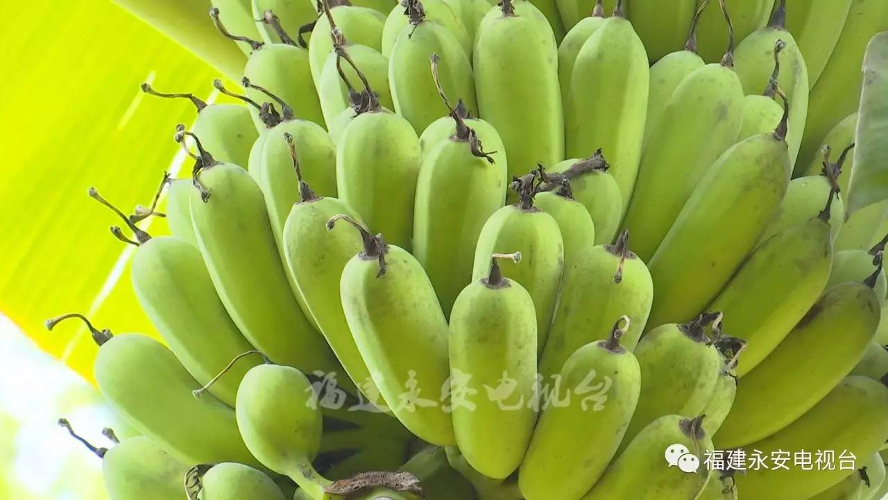 香蕉久久久久久久AV网站:02-09-26-31-45-49D:23,香蕉久久久久久久AV网站,探索一个充满魅力的视频世界