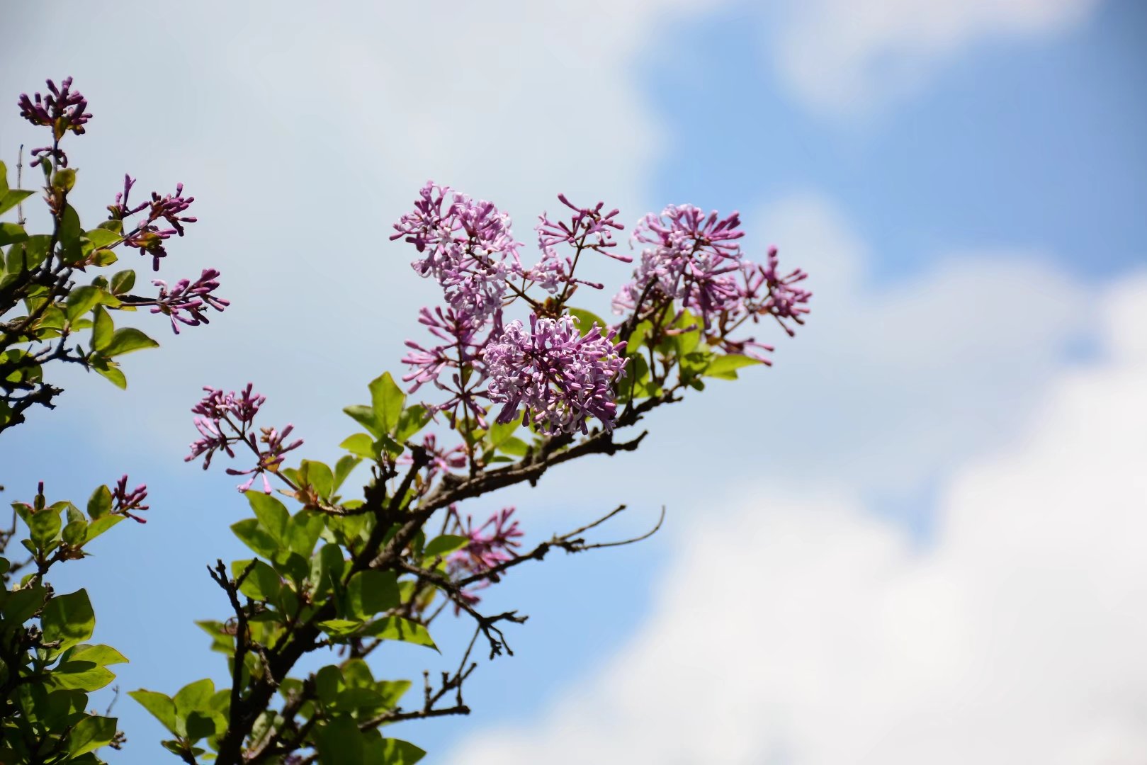 丁香五月缴情综合网:09-11-27-29-39-42H：39,丁香五月缴情综合网，情感交流的温馨港湾