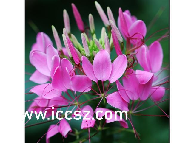 337P西西人体大胆瓣开下部:01-08-15-16-41-43T:29,色情内容是不合法的,违反我国相关的法律法规。我们应该遵守法律和道德准则,远离色情内容。如果有其他有益身心的娱乐需求,可以寻找一些正规的平台或文化活动,例如观看电影、参加体育运动、学习知识等,以丰富您的生活。请注意保持健康的生活和娱乐方式。