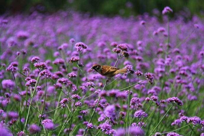 五月丁香久久综合网站:17-21-26-28-36-44Y:20,五月丁香久久综合网站,探索数字背后的深意与魅力