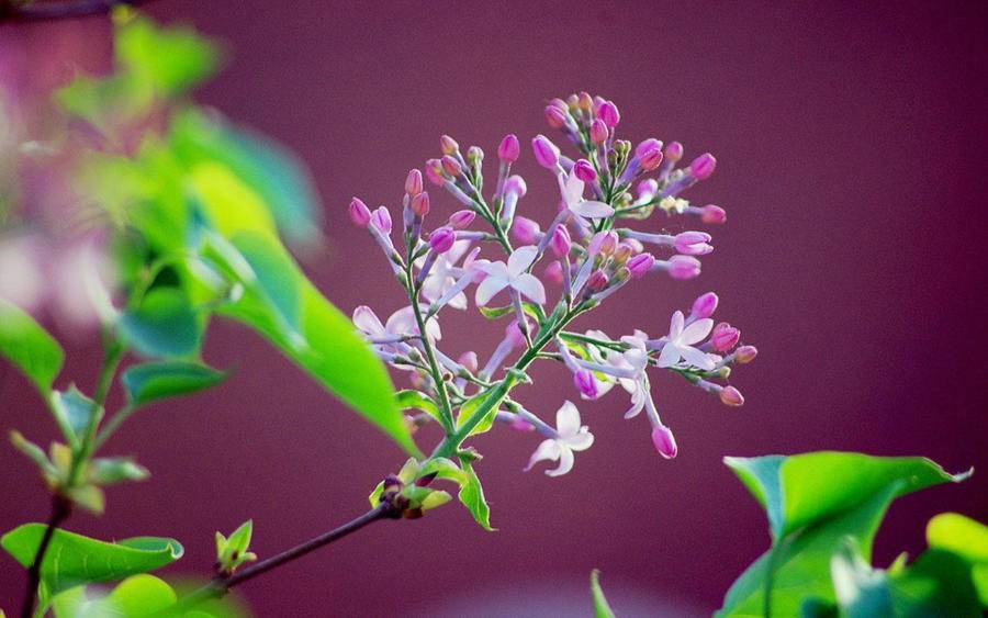 五月丁香拍拍激情综合:11-29-30-33-38-47H：24,五月丁香拍拍激情综合，一场数字与情感的交响