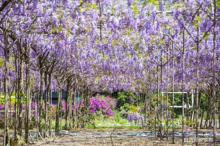 亚洲丁香五月激情综合:08-11-18-20-30-33X:03,亚洲丁香五月激情的综合绽放,一场时间与空间的绚烂交响曲