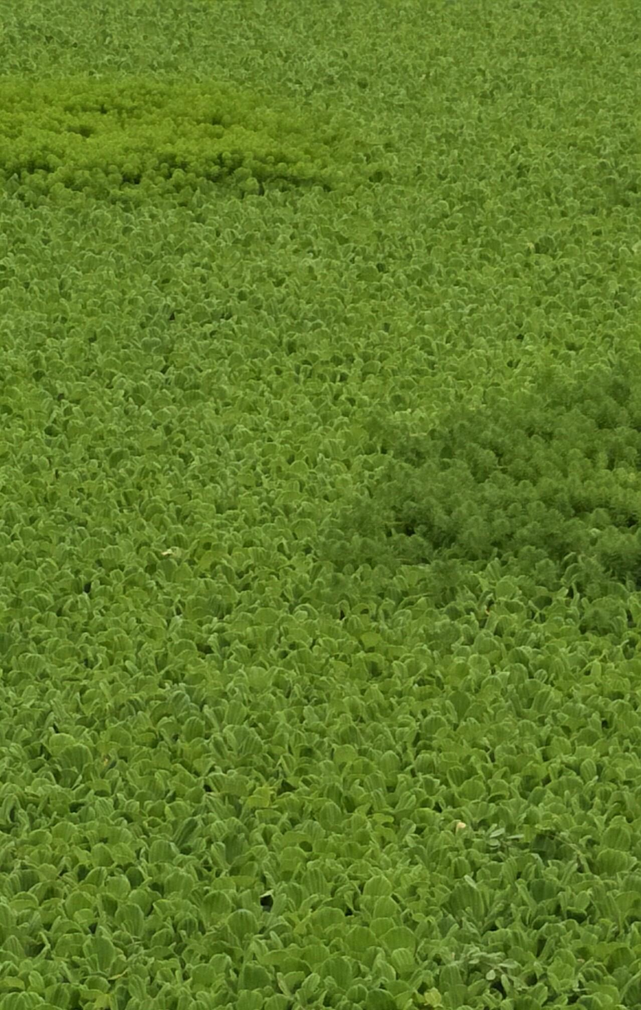 青青青在线播放视频国产:02-11-22-44-45-48S：41,青青青在线播放视频国产的魅力，深度探索与赏析