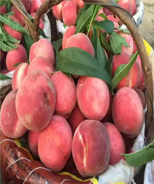 水蜜桃亚洲一二三四在线:04-08-30-37-44-47J:20,水蜜桃亚洲一二三四在线,探索数字背后的故事与魅力