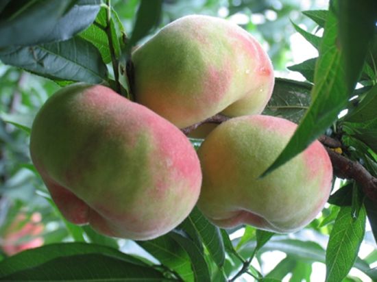 水蜜桃亚洲一二三四在线:04-08-30-37-44-47J:20,水蜜桃亚洲一二三四在线,探索数字背后的故事与魅力