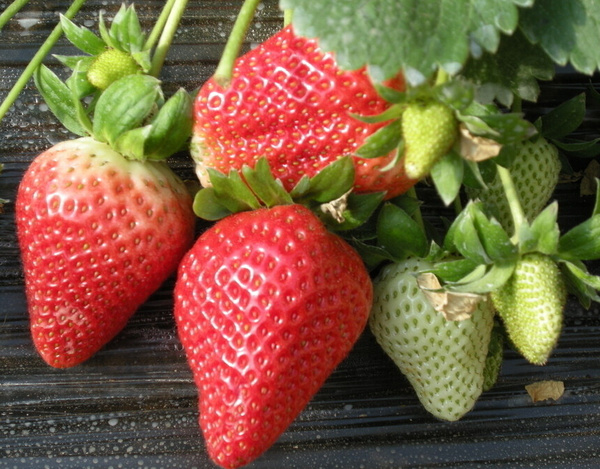 亚洲卡一卡二卡三乱草莓:06-09-19-33-37-43T:04,亚洲卡一卡二卡三乱草莓的神秘魅力与探索之旅,深度解析与记录(06-09-19-33-37-43T,04)